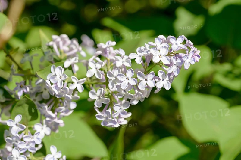 Light purple pink Madame Lemoine Flowers, French Lilac (Syringa Vulgaris), under the warm spring sun