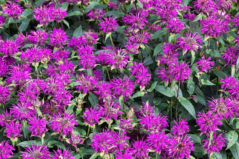 Flowers on display in Alnwick Castle gardens