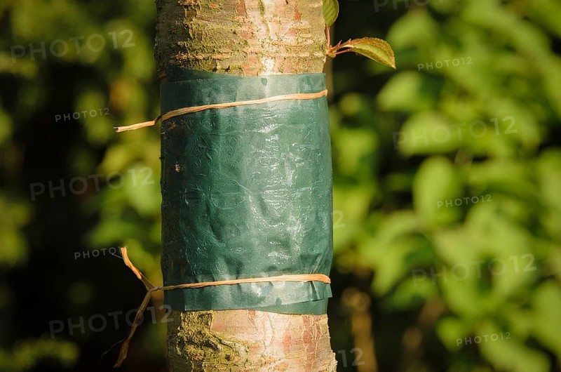 Sticky glue band tied around the trunk of a tree to prevent crawling insects, particularly ants which protect aphids from their predators, and the caterpillars of winter moths from colonising the tree