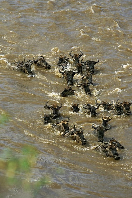 Blue Wildebeest (connochaetes taurinus), Herd crossing Mara River during Migration, Masai Mara Park in Kenya