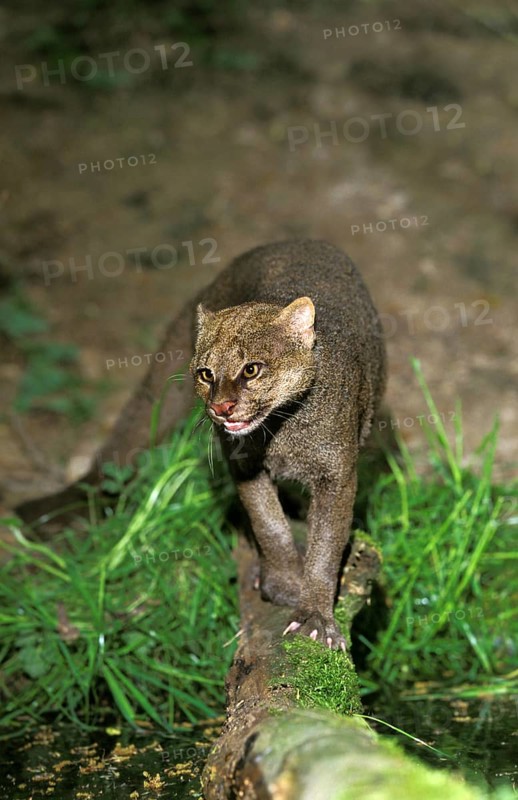 Jaguarundi, herpailurus yaguarondi, adult