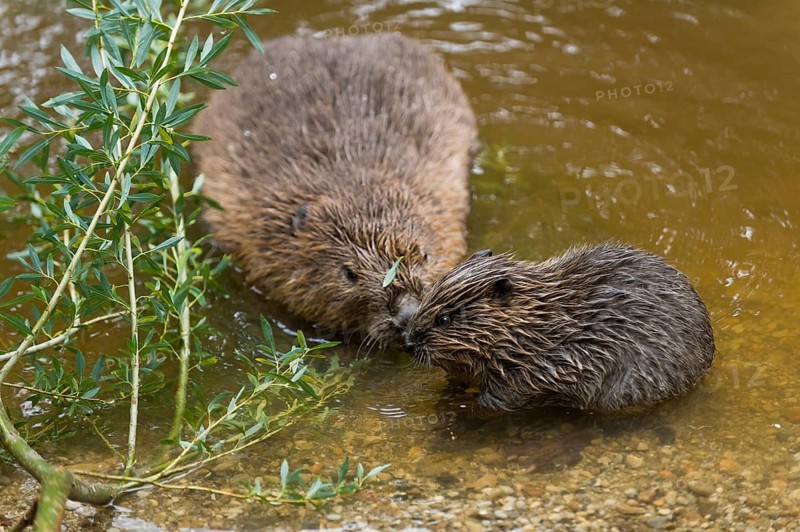 European beaver (Castor fiber) with young, Rosenheim, Bavaria, Germany, Europe
