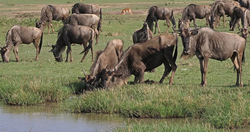 Blue Wildebeest (connochaetes taurinus), Herd during Migration, Masai Mara park in Kenya