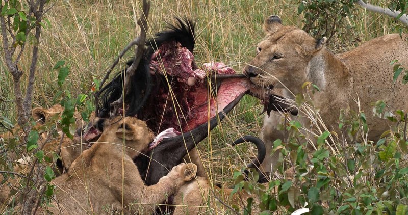African Lion (panthera leo), Females with a Kill, a Wildebest, Masai Mara Park in Kenya