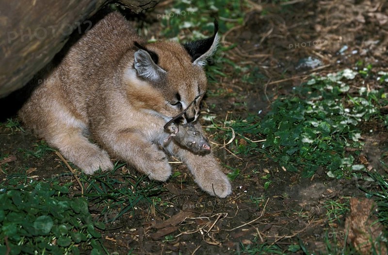 Caracal (caracal caracal), Young with Mouse in Mouth
