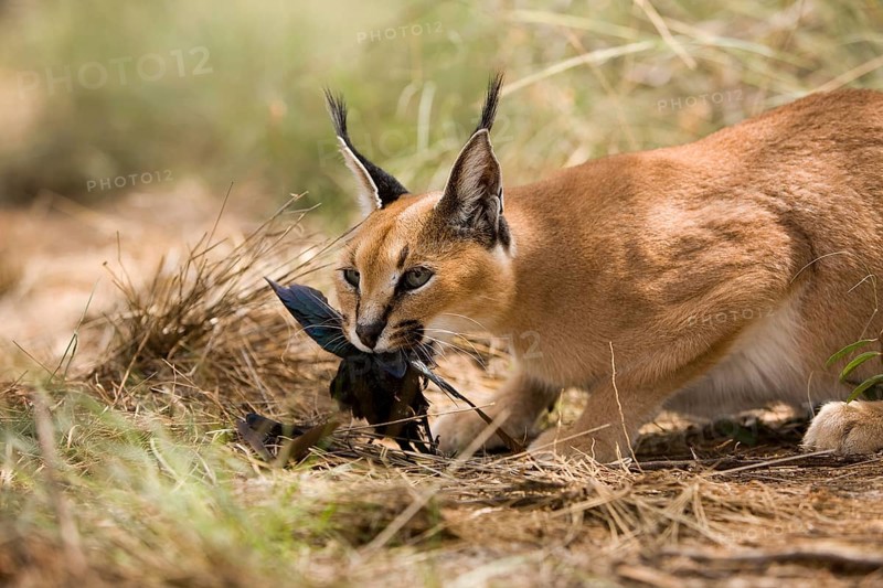 caracal (CARACAL caracal) ADULT WITH A KILL, A CAPE GLOSSY STARLING, NAMIBIA