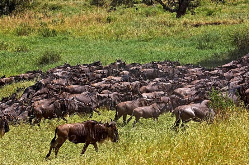 Blue Wildebeest (connochaetes taurinus), Herd migrating, Masai Mara Park in Kenya