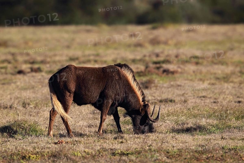 White-tailed gnu (Connochaetes gnou) in Amakhala Game Reserve, South Africa. White-tailed wildebeest in Amakhala Game Reserve, Eastern Cape, South Africa, Africa