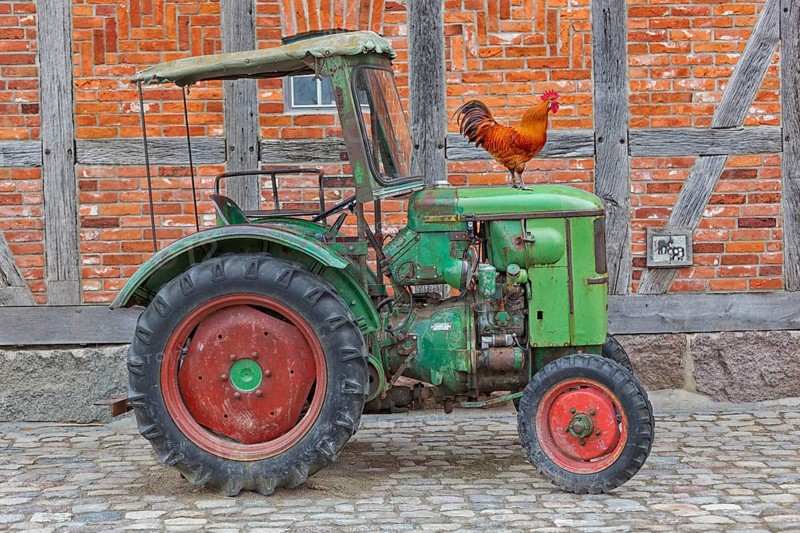 Proud cock on a tractor