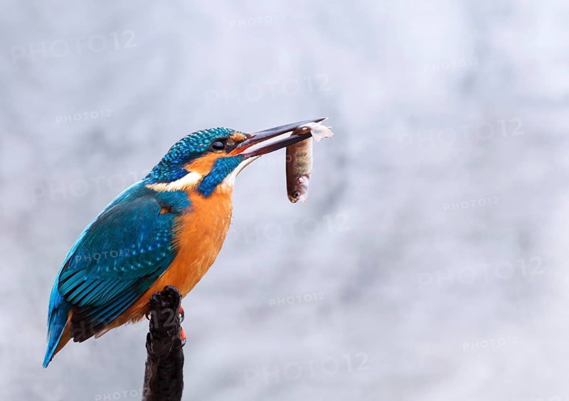 Kingfisher (Alcedo atthis) with a caught fish, Tyrolean Unterland, Tyrol, Austria, Europe