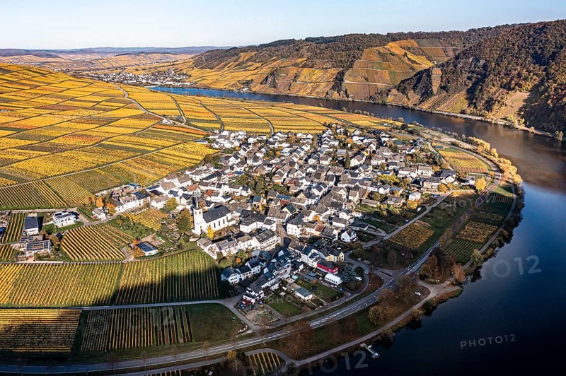 Aerial view, vineyards in autumn, Minheim, Piesport, Mosel, Region Bernkastel-Wittlich, Rhineland-Palatinate, Germany, Europe