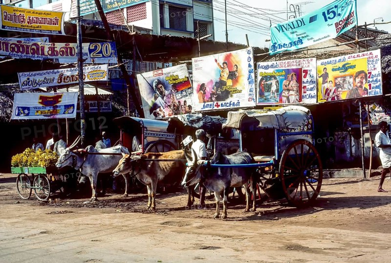 Bullock carts for hire in Chidambaram, Tamil Nadu, South India, India, Asia. Photographed in 1990, Asia