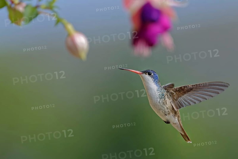 Violet-crowned hummingbird (Amazilia violiceps), State of Jalisco, Mexico, Central America