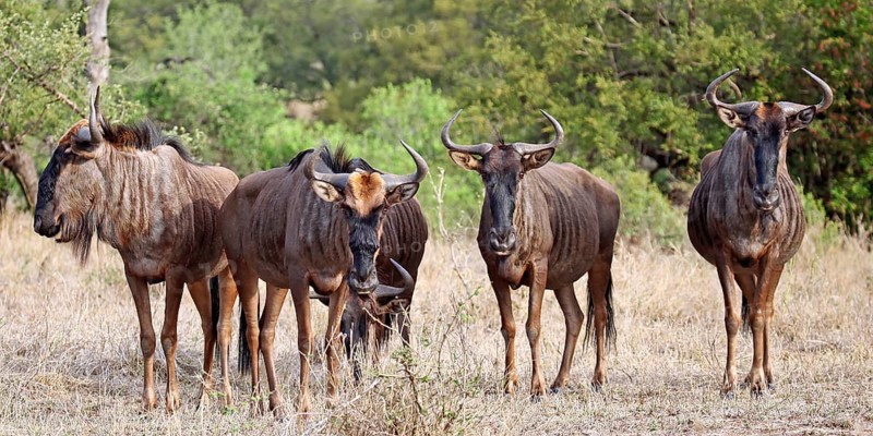 Streifengnus, blue wildebeests (Connochaetes taurinus), S
