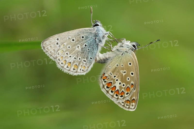 Bluebells, pair