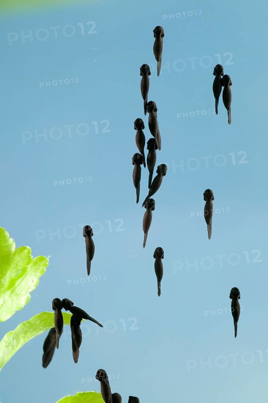 Common toad (Bufo bufo), tadpole, tadpole