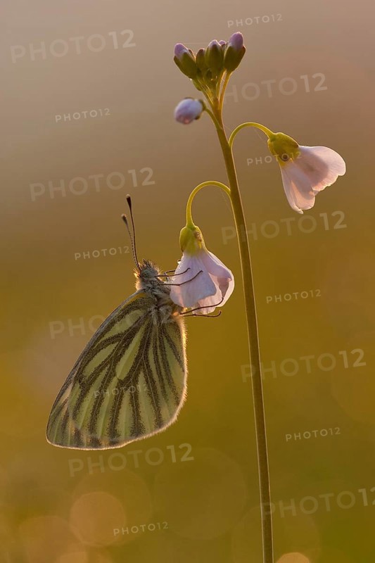 Green-veined white (Pieris napi), Rhineland-Palatinate, Germany, Europe