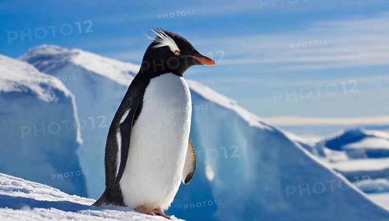AI generated, animal, animals, bird, birds, biotope, habitat, one, individual, blue sky, winter, ice, snow, foraging, wildlife, summer, seasons, southern rockhopper penguin (Eudyptes chrysocome)
