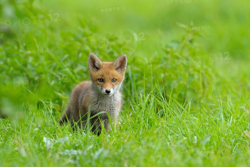 Fox cub, Vulpes vulpes, Germany, Europe