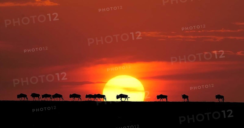 Blue Wildebeest (Connochaetes taurinus) at Sunset, Masai Mara Park in Kenya