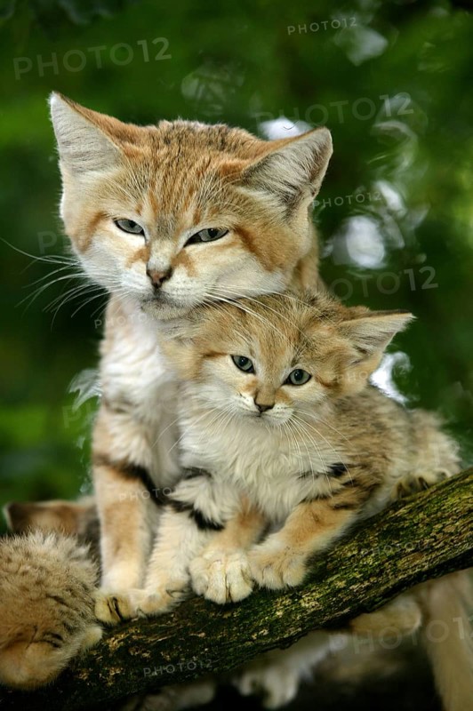 Sand cat (felis margarita), mother with kitten on branch