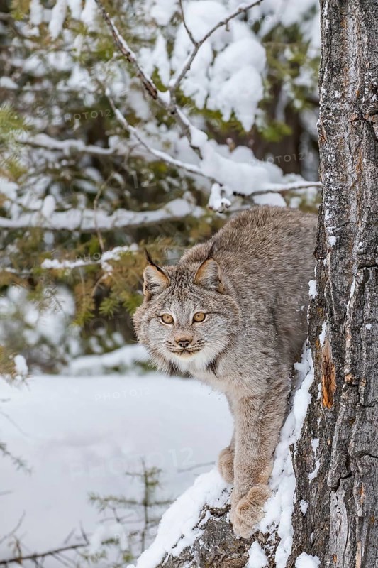 A bobcat hunts for prey in a snowy forest habitat