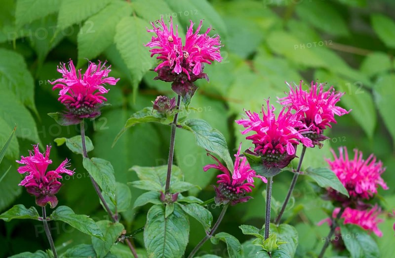 Golden balm, also called bee balm hybrid (Monarda didyma), i