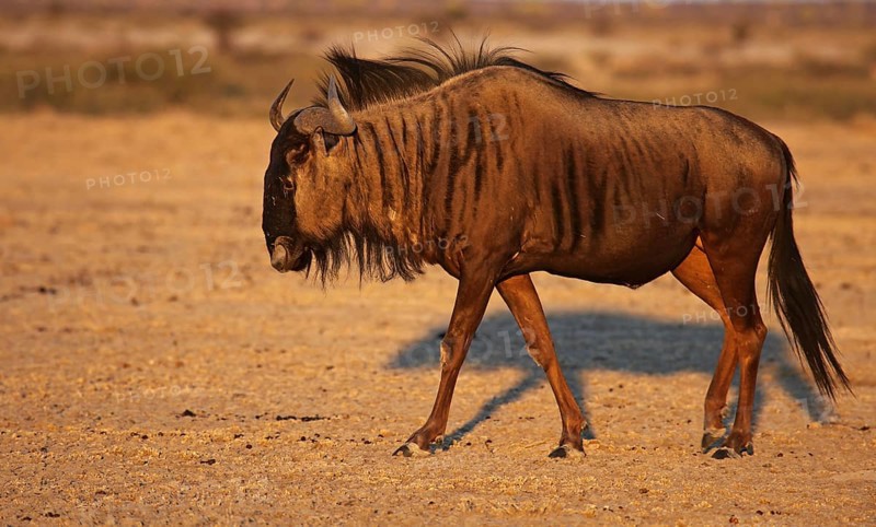 Blue wildebeest (Connochaetes taurinus) in morning light, Central Kalahari, Botswana, Botswana, Africa