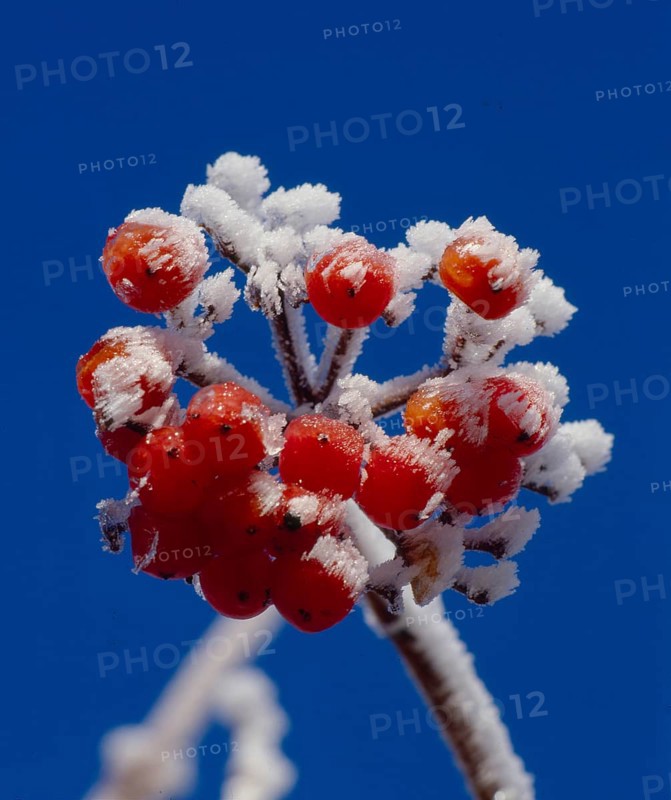 Rowanberry or mountain ash (Sorbus aucuparia) Throttle berry, Quitsche, Krametsbeerbaum with hoarfrost covers, Rowanberry or mountain ash Throttle berry, Krametsbeerbaum with hoarfrost covers