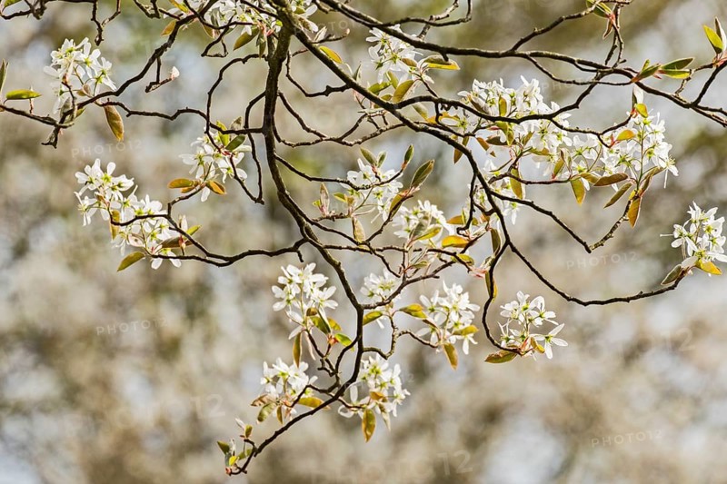 Shadbush (Amelanchier), blossom