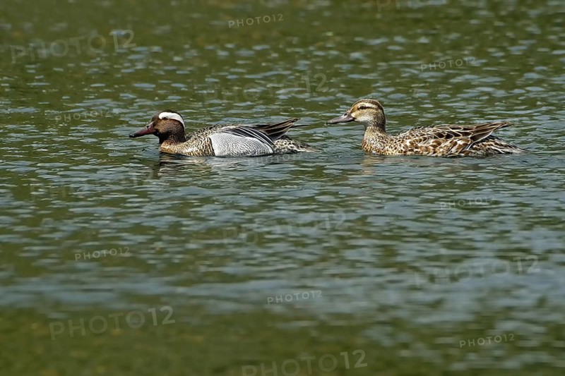 Pair of garganey ducks