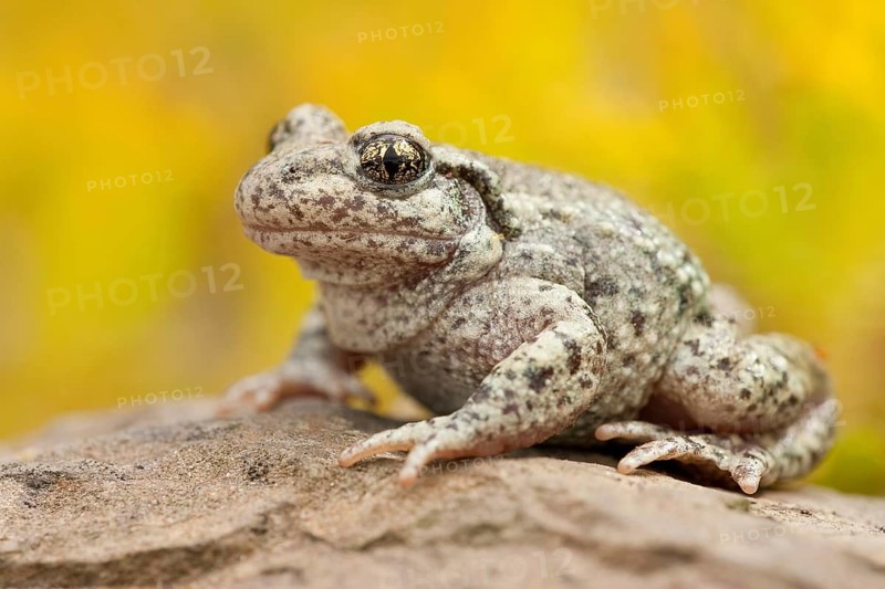 Common midwife toad (Alytes obstetricans), Rhineland-Palatinate, Germany, Europe