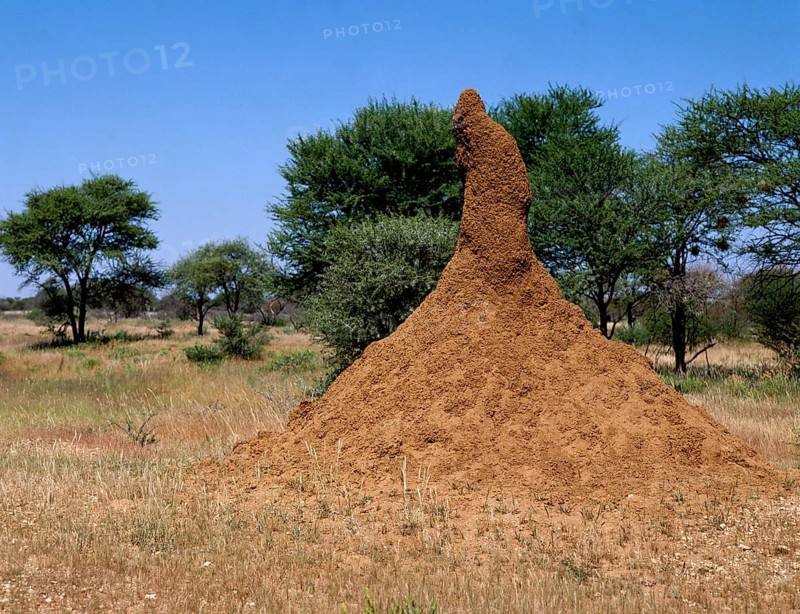 Termite nest, Namibia, Termite mound, Namibia, Africa