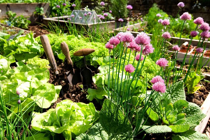 Herb garden, chives (Allium schoenoprasum)