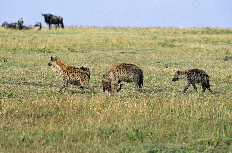 HYENE TACHETEE (crocuta crocuta), ADULT CARRYING CARCASS, MASAI MARA PARK IN KENYA