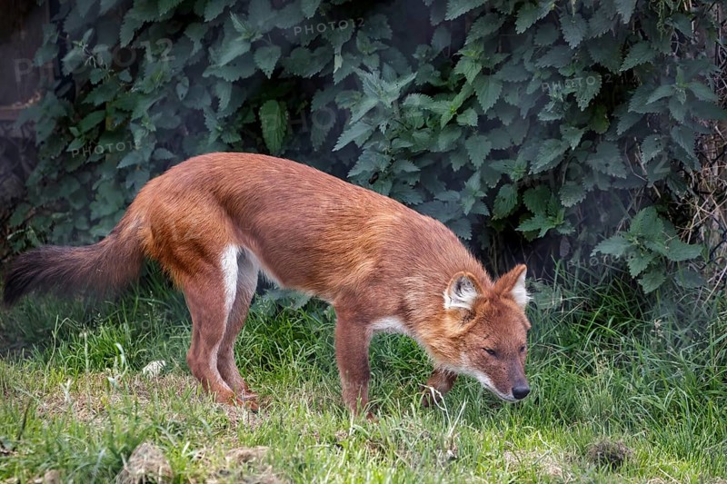 Dhole also called the Asiatic wild dog or Indian wild dog