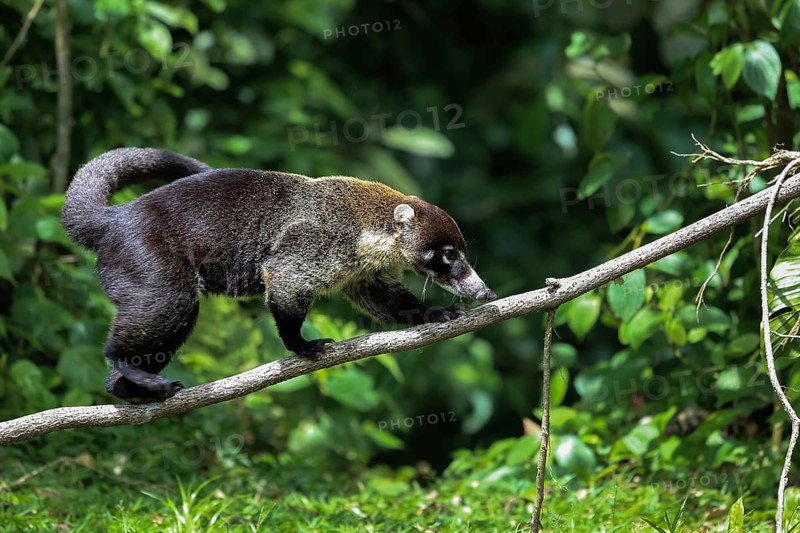 White nosed coati in Costa Rica