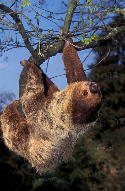 Linnaeus's two-toed sloth (choloepus didactylus), adultR HANGING ON THE BRANCH