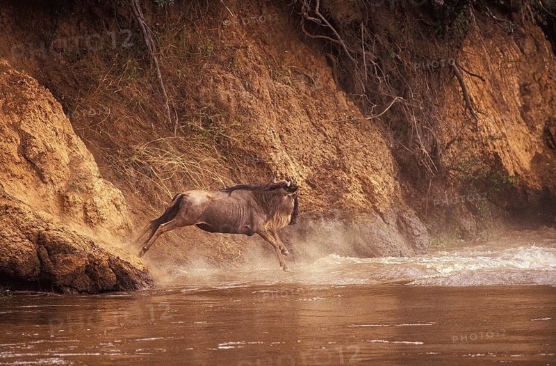 Blue Wildebeest (connochaetes taurinus), Adult crossing Mara River during Migration, Masai Mara Park in Kenya