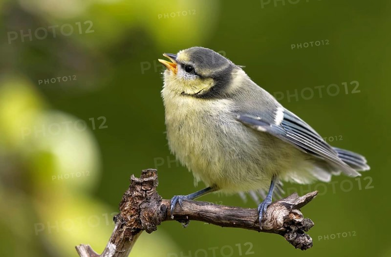 Juvenile blue tit
