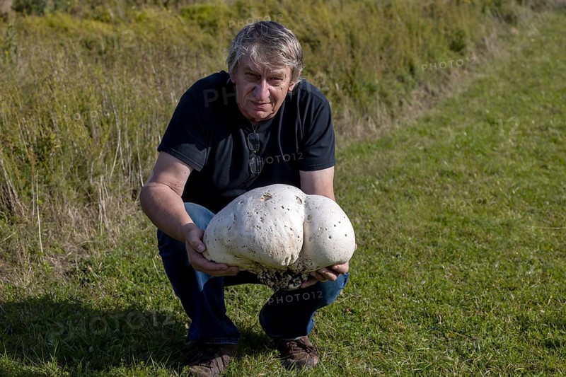 The man with the giant puffer (Calvatia gigantea) . Puffball mushroom commonly found in meadows, fields, usually in late summer and autumn. An edible mushroom that many consider a delicacy