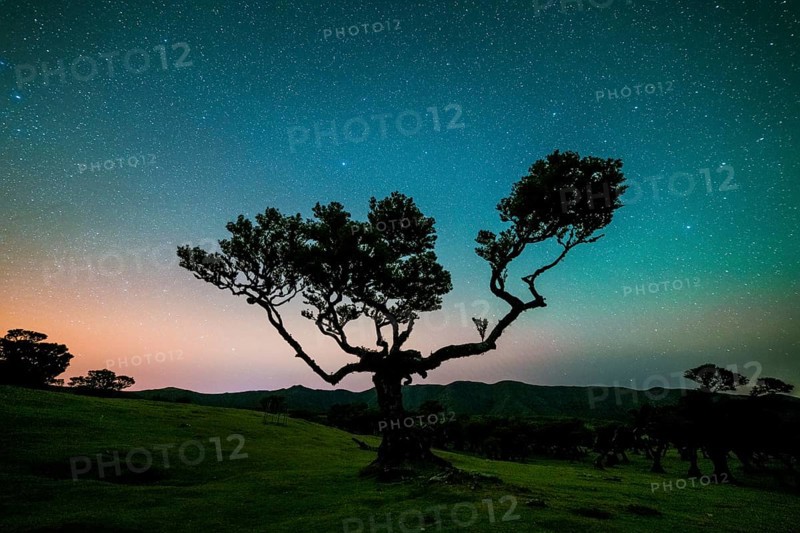 Tree in Fanal Forest, Blue Sky Full of Stars and Light Pollution at Night. Madeira, Portugal, Europe