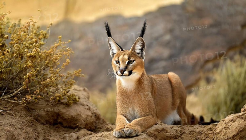 AI generated, animal, animals, mammal, mammals, biotope, habitat, a, individual, foraging, wildlife, Africa, South Africa, Asia, Central Asia, steppes, cat, cats, predator, caracal, desert lynx, caracal caracal), rests, hunts. jumps, Africa