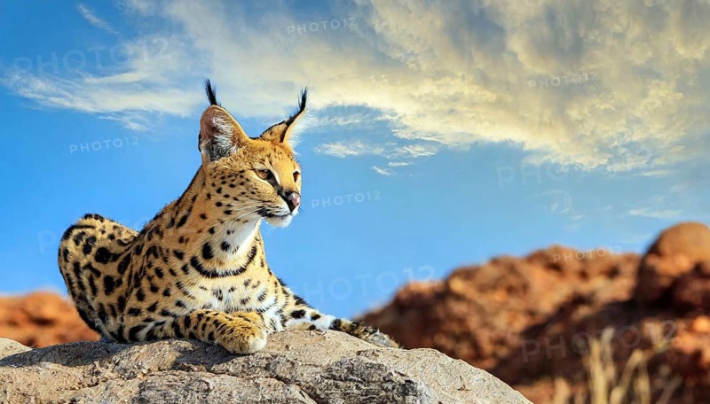AI generated, animal, animals, mammal, mammals, biotope, habitat, one, individual, foraging, wildlife, caracal, caracal (Caracal caracal), lynx, lynxes, resting on rocks