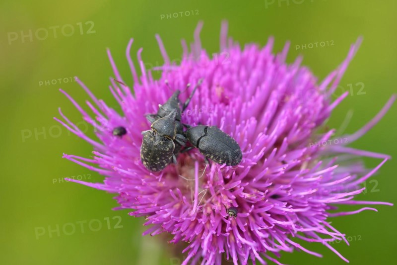 Beetle weevil of a flower in a meadow. Beetle weevil in a meadow knapweed