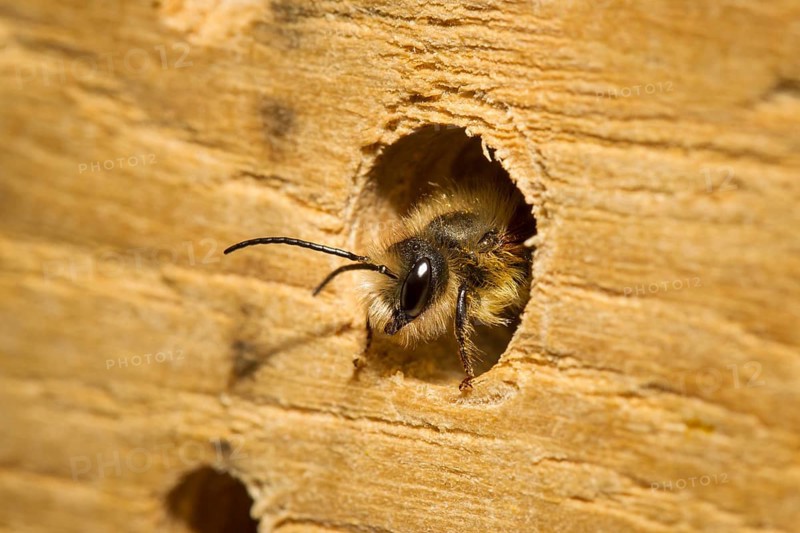 Red mason bee, Osmia bicornis, red mason bee