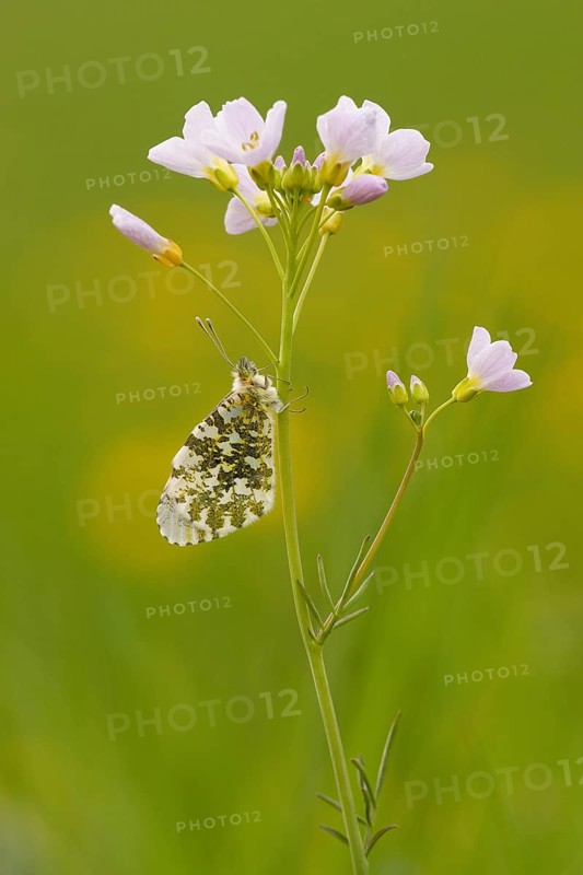 Orange tip (Anthocharis cardamines), Rhineland-Palatinate, Germany, Europe