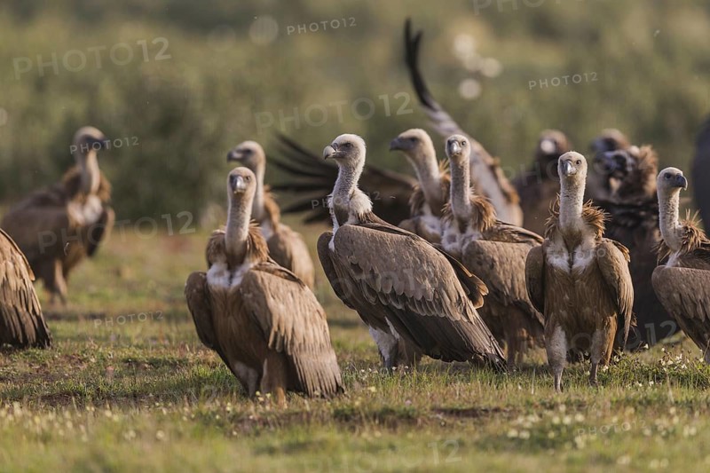 Griffon vulture (Gyps fulvus), Spain, Europe