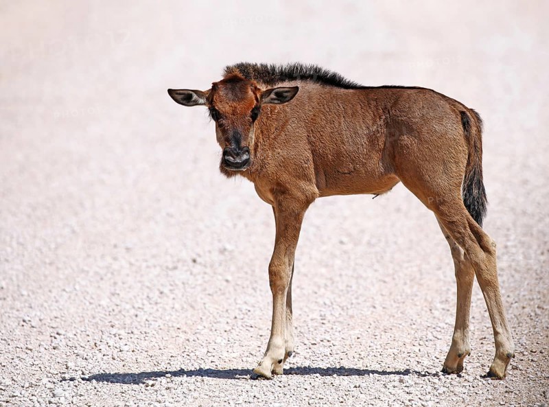 Very young wildebeest, Etosha, Namibia, very young wildebeest, Etosha, Namibia, Africa