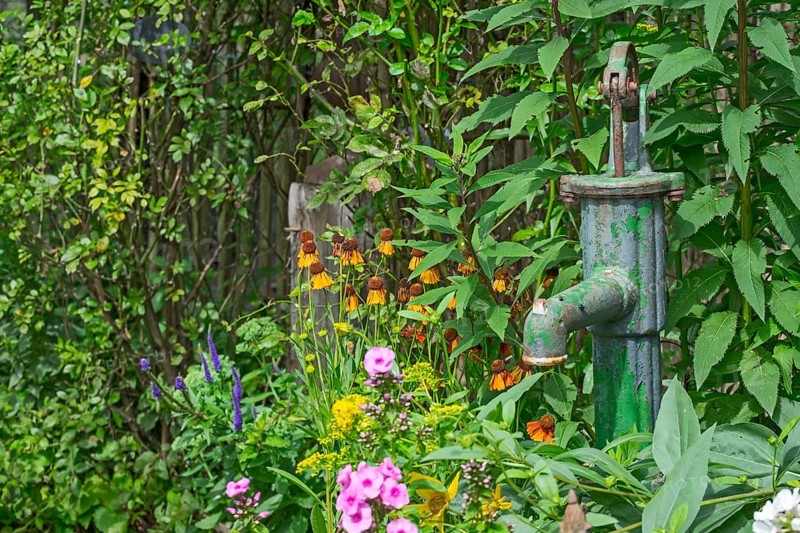 Swan pump in the flower bed